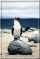 images/north-seymour.jpg