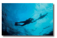 galapagos diving live aboard